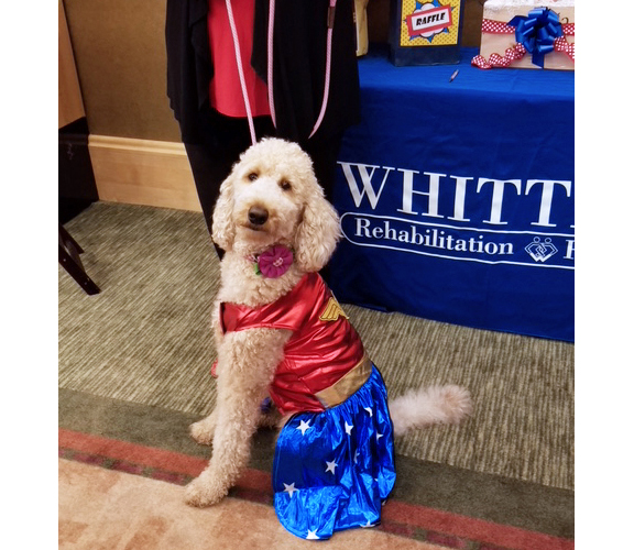 Therapy Dog from Whittier Rehabilitation Hospital-Westborough at CMSNE 29th Annual Conference